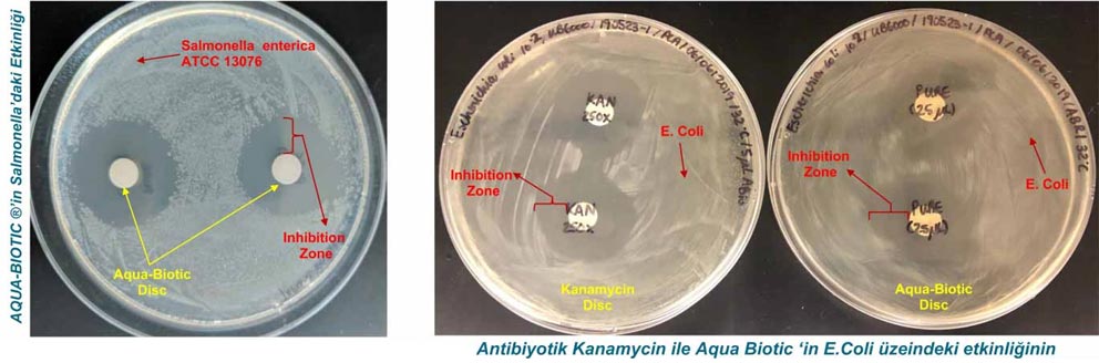 Aqua Biotic'in Salmonella üzerindeki etkisi