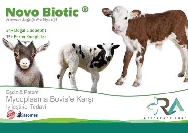 Ruminant Sektörü Novo Biotic Mycoplasma