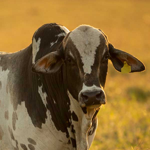 Hayvancılık Ürünleri Ruminant Sektörü